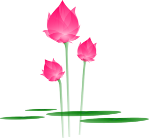 lotus-flower-in_water_blossom