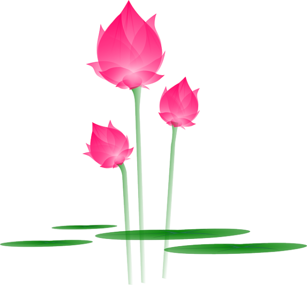 Lotus Flower PNG images free download - PNG Images for Designer FREE