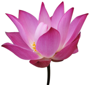 lotus-flower-with-steam