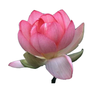 lotus_flower_png_free