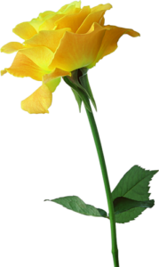 Single-yellow-Rose