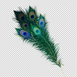 peacock-feather-HD-PNG-image