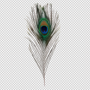 peacock-feather-png-Single