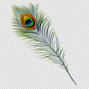 peacock-feather-png-vector-clipart