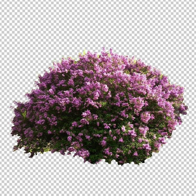 pink-flower-plant-top-view-png
