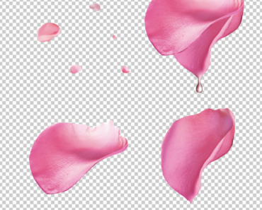 Pink Rose Petal PNG Falling FREE download