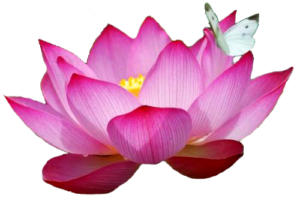 pink_lotus_png_flower