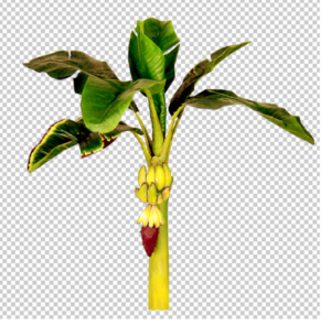 real-Banana-tree-PNG