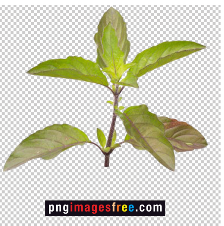 real-tulsi-leaves-png
