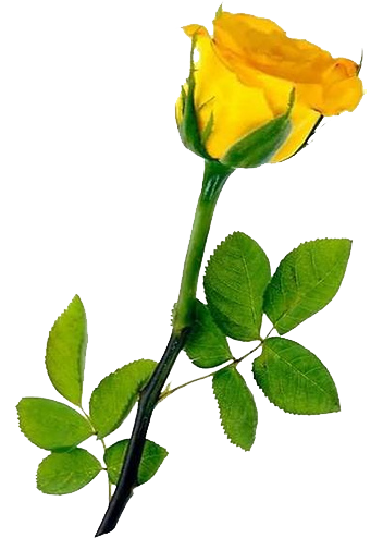 Yellow Rose PNG Transparent Images Gallery FREE - PNG Images for ...