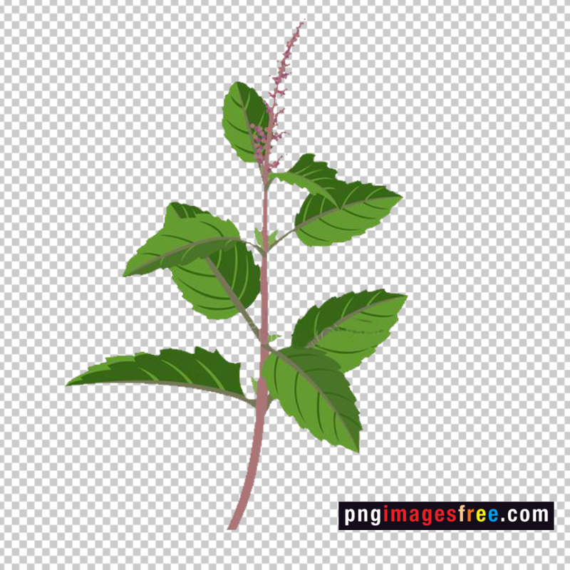 tulsi-leaves-clipart-png
