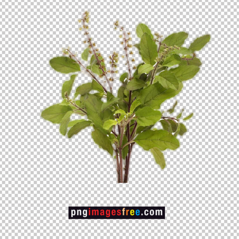 tulsi-plant-png-images