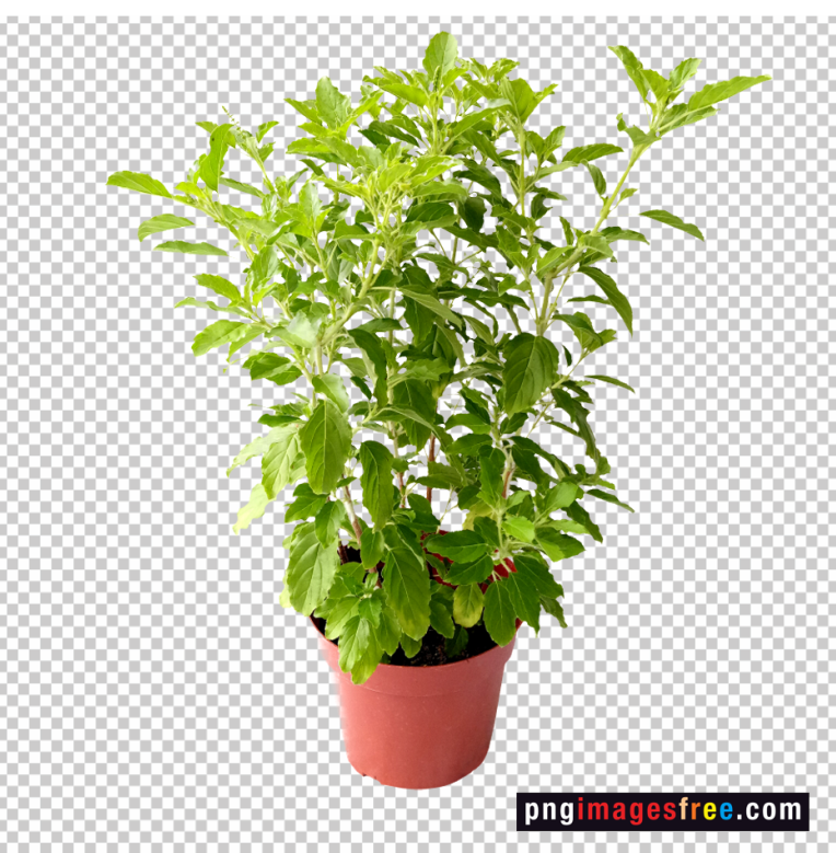 tulsi-tree-png-with-pot