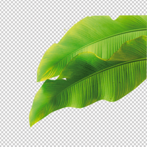 wedding-banana-tree-leaf-png