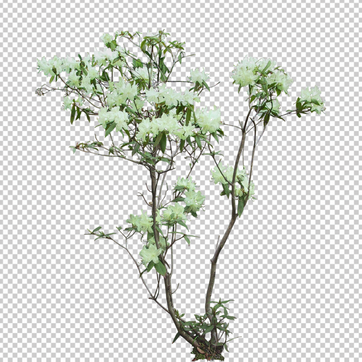 white-flower-plant-png