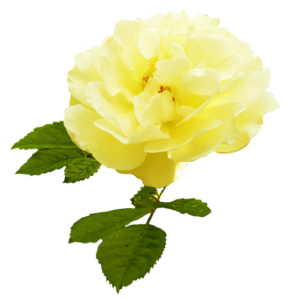 yellow-rose-with-leaves